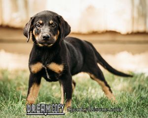 Lab mix puppies!!