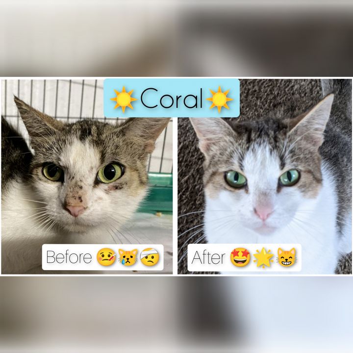 Coral A-2838, an adoptable Tabby & Tuxedo Mix in Lansing, MI_image-1