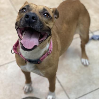 Charlene, an adoptable Terrier, Pit Bull Terrier in Reisterstown, MD, 21136 | Photo Image 1