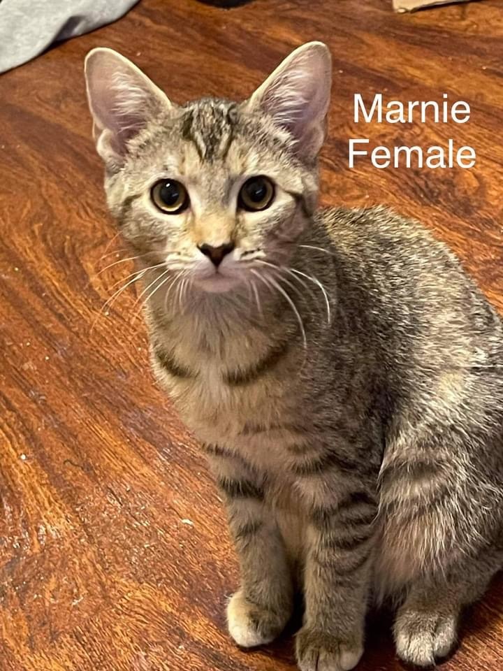 Marnie , an adoptable Domestic Short Hair Mix in Crossville, TN_image-1