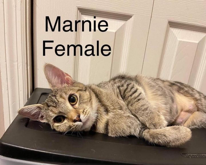 Marnie , an adoptable Domestic Short Hair Mix in Crossville, TN_image-3