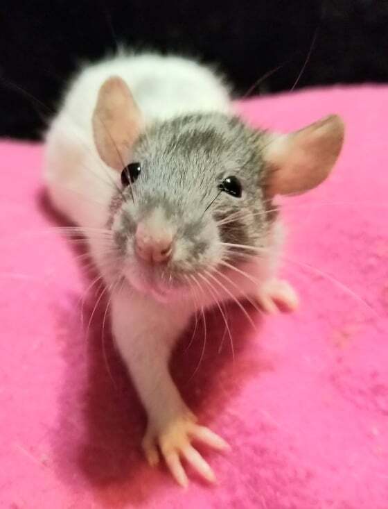 Margot, an adoptable Rat in Walker, LA_image-3