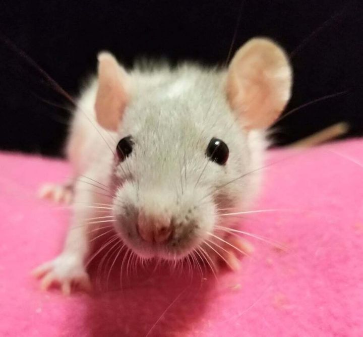 Jazlyn, an adoptable Rat in Walker, LA_image-3