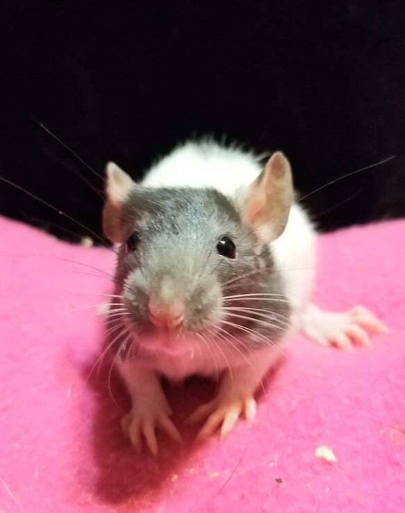 Emberly, an adoptable Rat in Walker, LA_image-4
