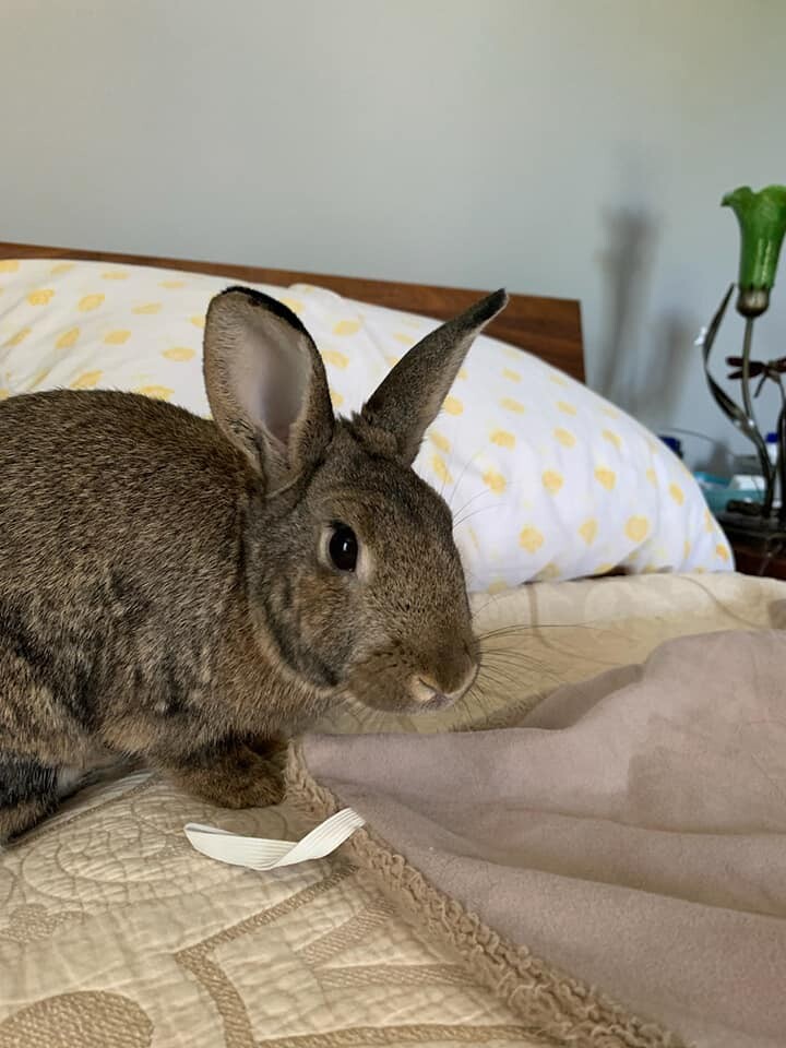 Rabbit for adoption Snoot, an American in Hillside, NJ Petfinder