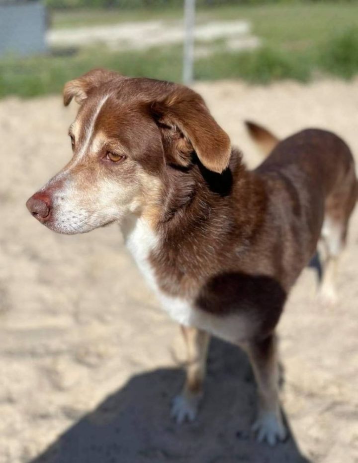 Thinking of Adopting Senior Aussie : r/AustralianShepherd