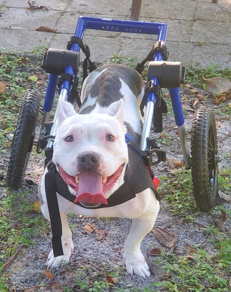 Miley, an adoptable Pit Bull Terrier in Lutz, FL, 33548 | Photo Image 1