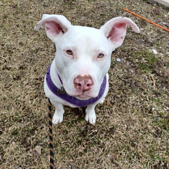 Roxy , an adoptable Labrador Retriever, Terrier in Detroit, MI, 48216 | Photo Image 2