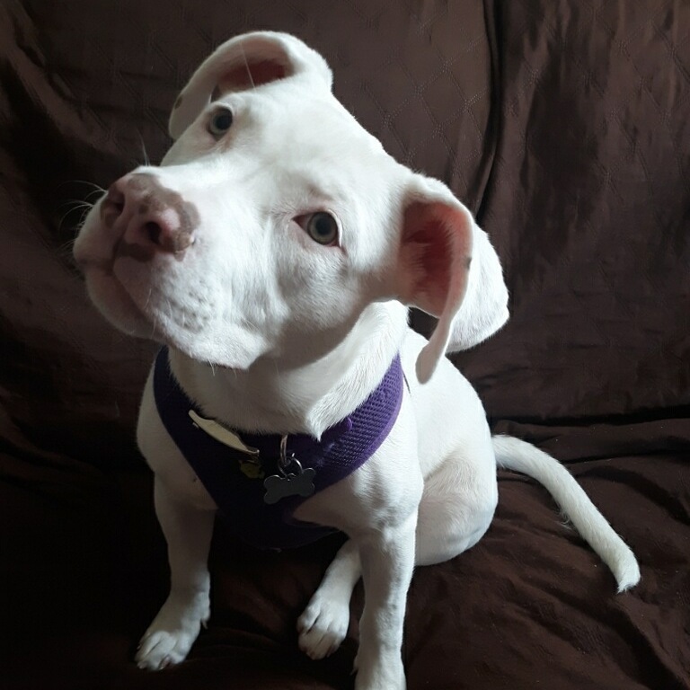 Roxy , an adoptable Labrador Retriever, Terrier in Detroit, MI, 48216 | Photo Image 3