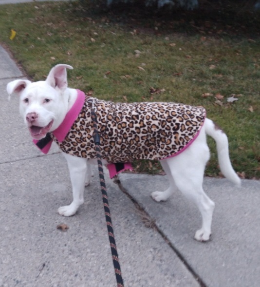 Roxy , an adoptable Labrador Retriever, Terrier in Detroit, MI, 48216 | Photo Image 4