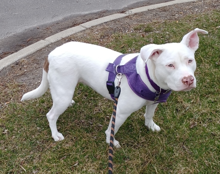 Roxy , an adoptable Labrador Retriever, Terrier in Detroit, MI, 48216 | Photo Image 5