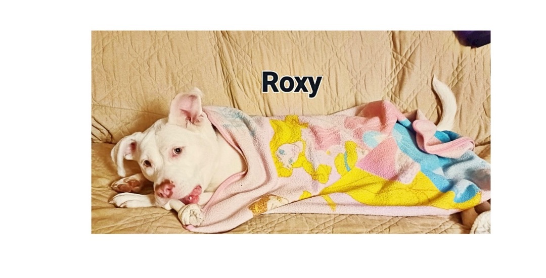 Roxy , an adoptable Labrador Retriever, Terrier in Detroit, MI, 48216 | Photo Image 6