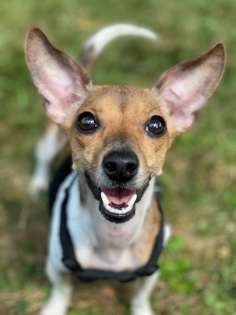 Roxy, an adoptable Jack Russell Terrier in Elizabethtown, PA, 17022 | Photo Image 1