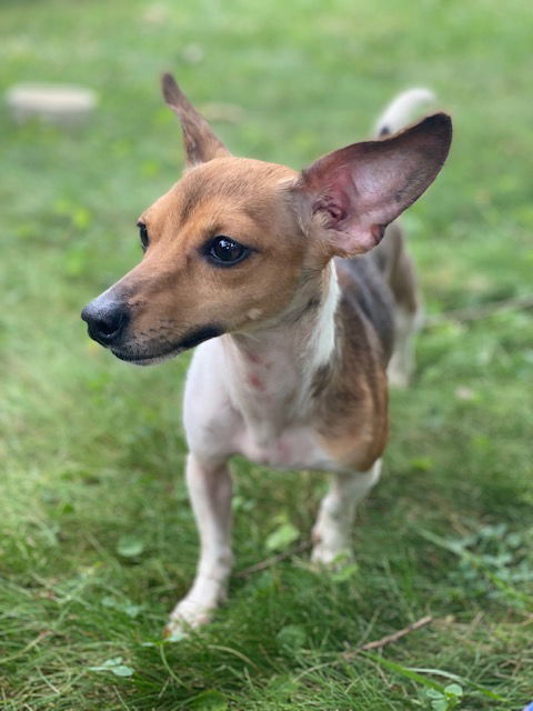 Roxy, an adoptable Jack Russell Terrier in Elizabethtown, PA, 17022 | Photo Image 2