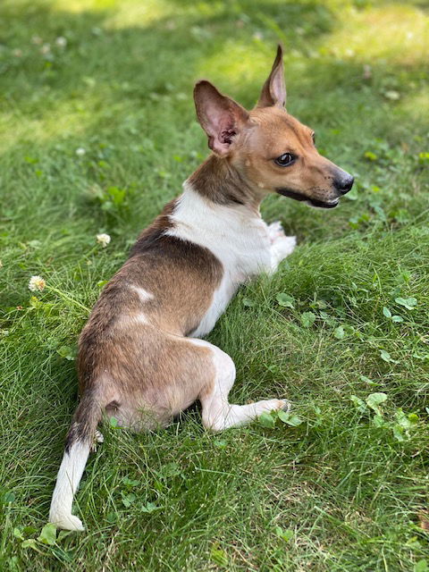 Roxy, an adoptable Jack Russell Terrier in Elizabethtown, PA, 17022 | Photo Image 3