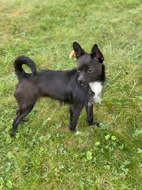 Smokey, an adoptable Chihuahua in Elizabethtown, PA, 17022 | Photo Image 1