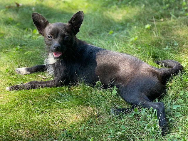 Smokey, an adoptable Chihuahua in Elizabethtown, PA, 17022 | Photo Image 2