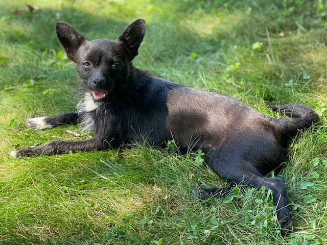 Smokey, an adoptable Chihuahua in Elizabethtown, PA, 17022 | Photo Image 2