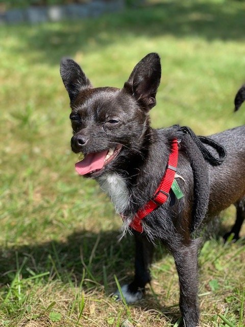 Smokey, an adoptable Chihuahua in Elizabethtown, PA, 17022 | Photo Image 3