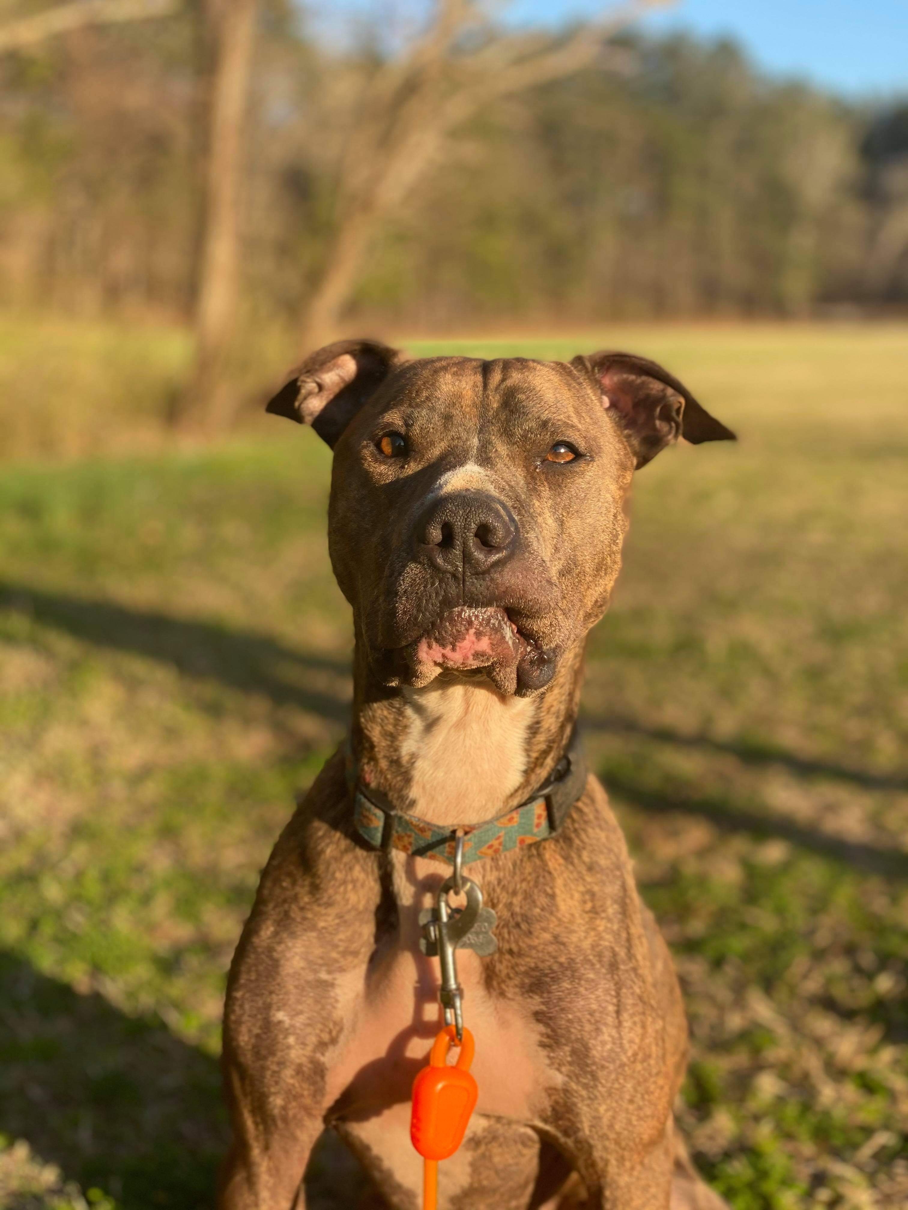 Ollie, an adoptable Whippet in kingsland, GA, 31548 | Photo Image 6