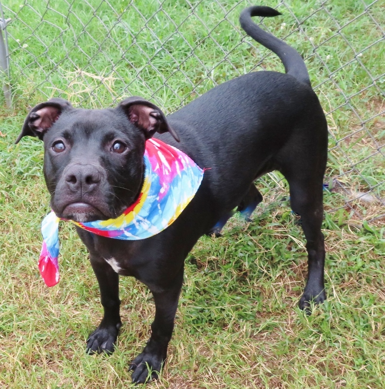 MISSY 356833 PleaseHelpMe..., an adoptable Terrier in Oklahoma City, OK, 73129 | Photo Image 1