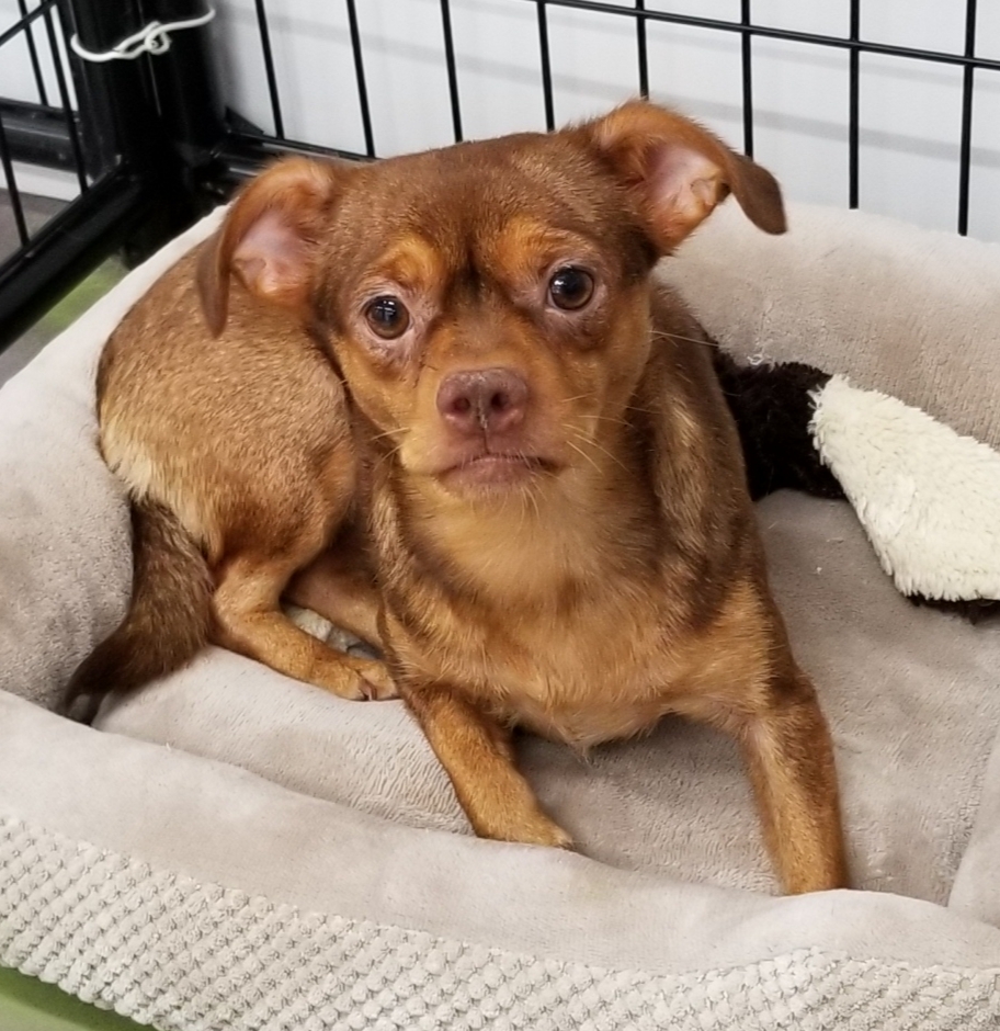 Pixie, an adoptable Chihuahua in Anna, IL, 62906 | Photo Image 2