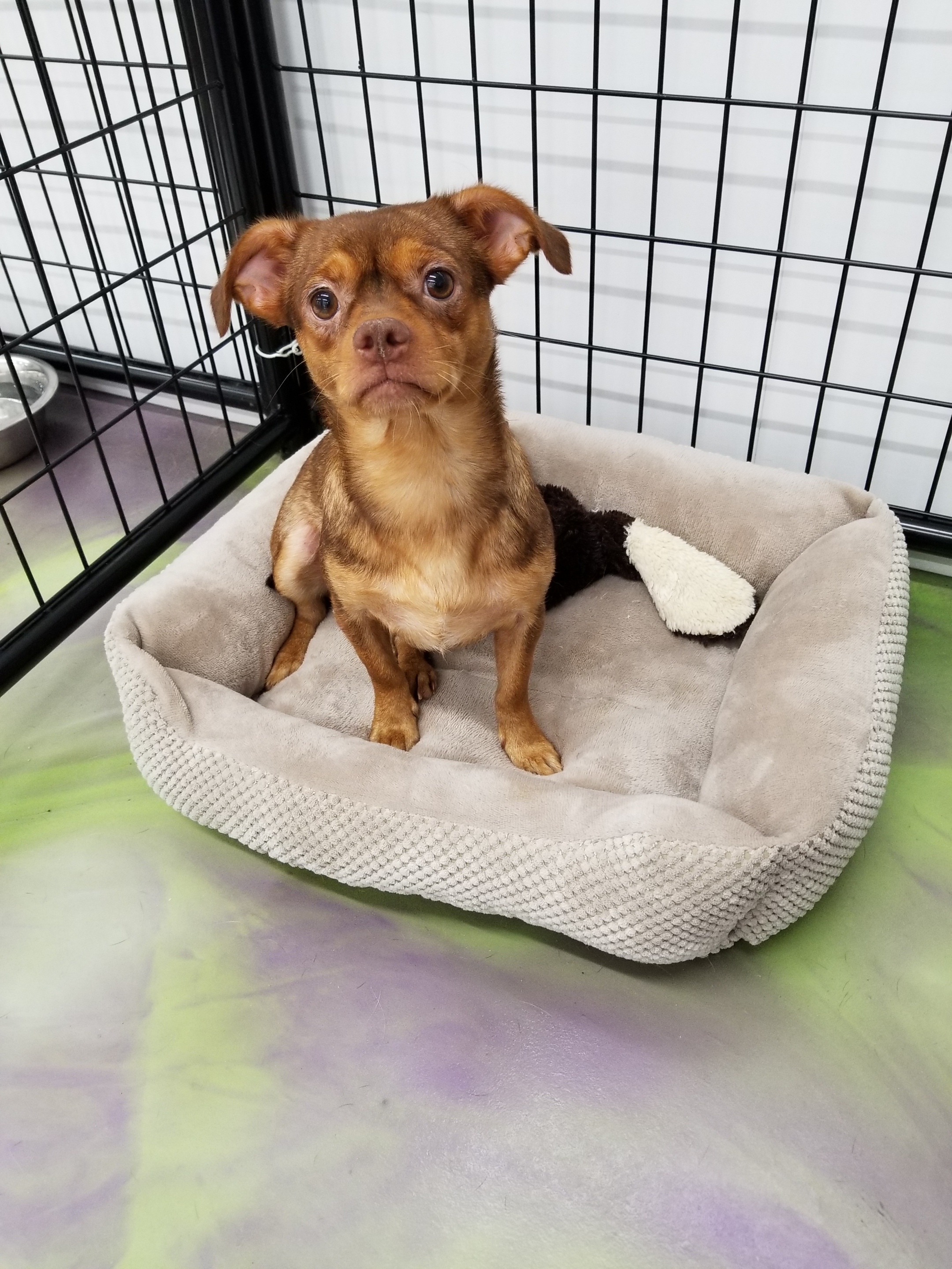 Pixie, an adoptable Chihuahua in Anna, IL, 62906 | Photo Image 3