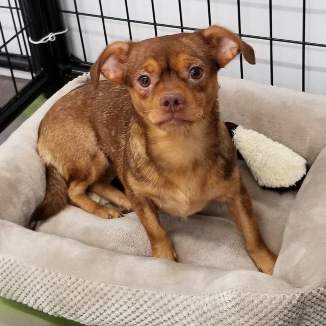 Pixie, an adoptable Chihuahua in Anna, IL, 62906 | Photo Image 4