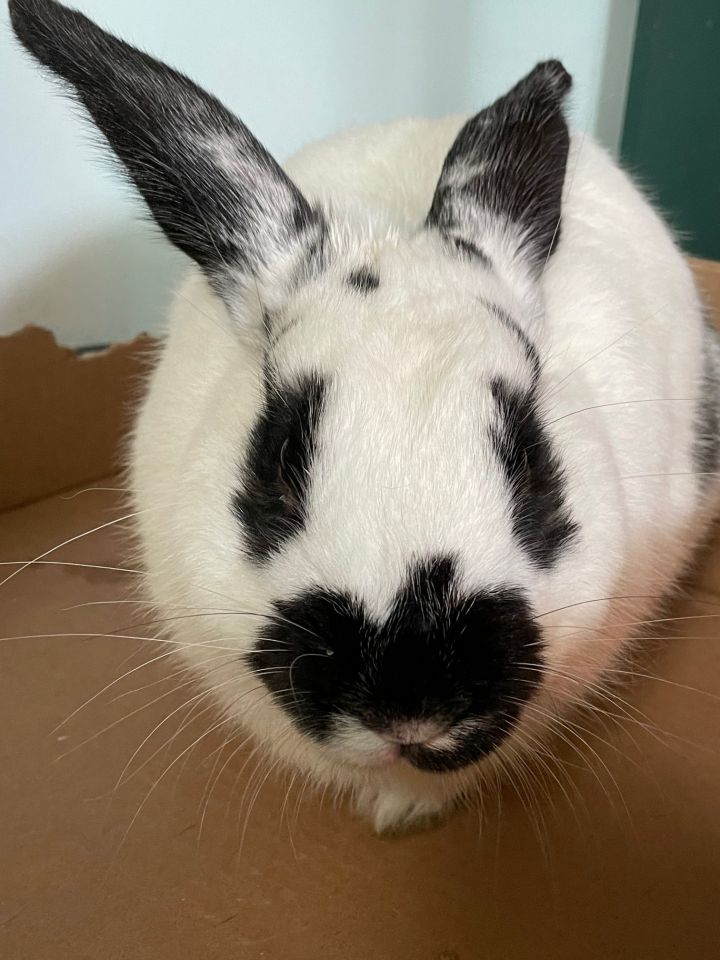 beau bunny