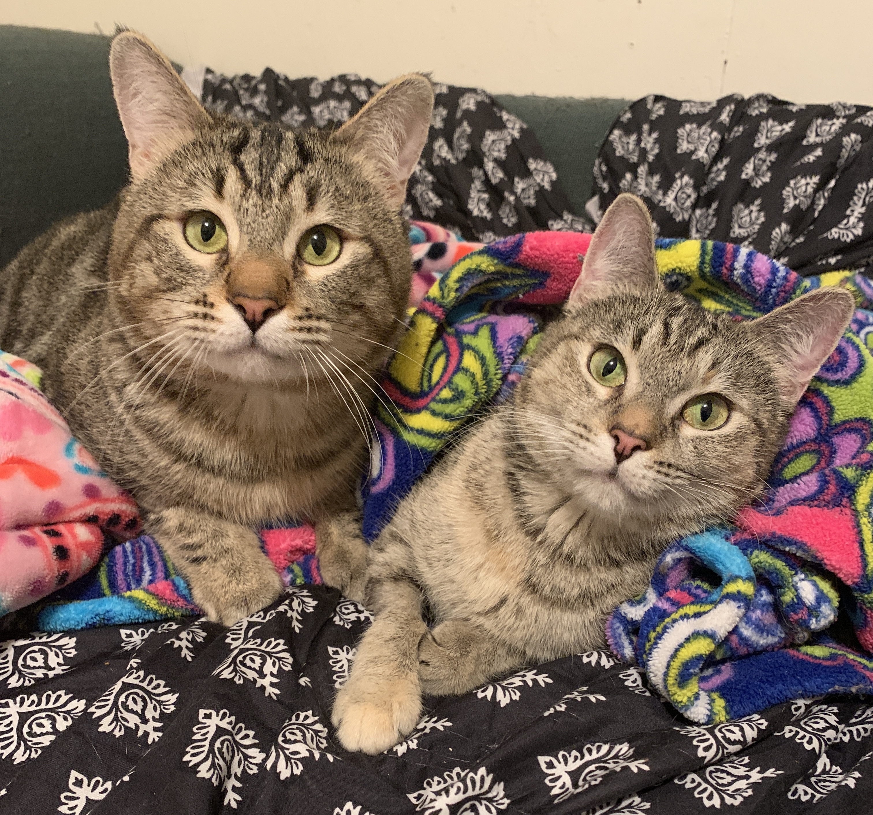 Aggie & Arthur-Cerebellar Hypoplasia, an adoptable Torbie in Anchorage, AK, 99507 | Photo Image 2