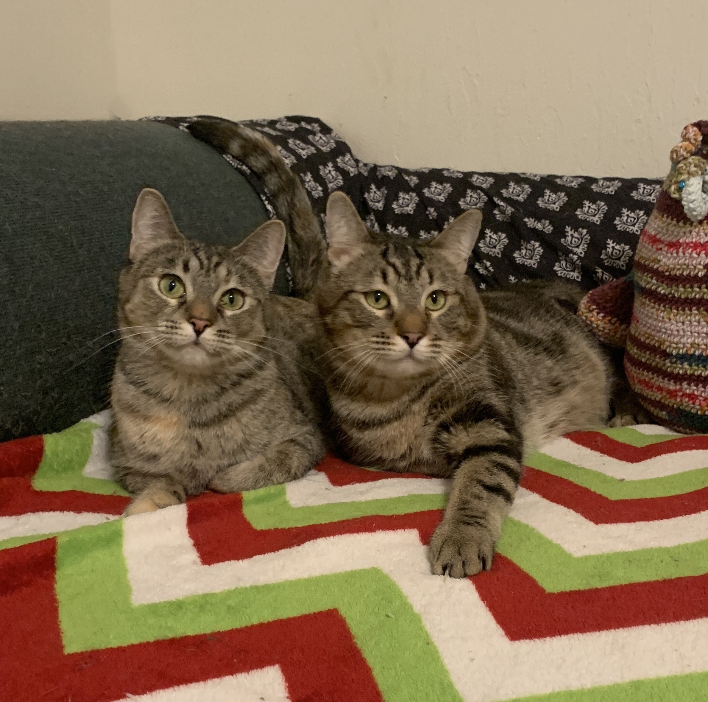 Aggie & Arthur-Cerebellar Hypoplasia, an adoptable Torbie in Anchorage, AK, 99507 | Photo Image 1