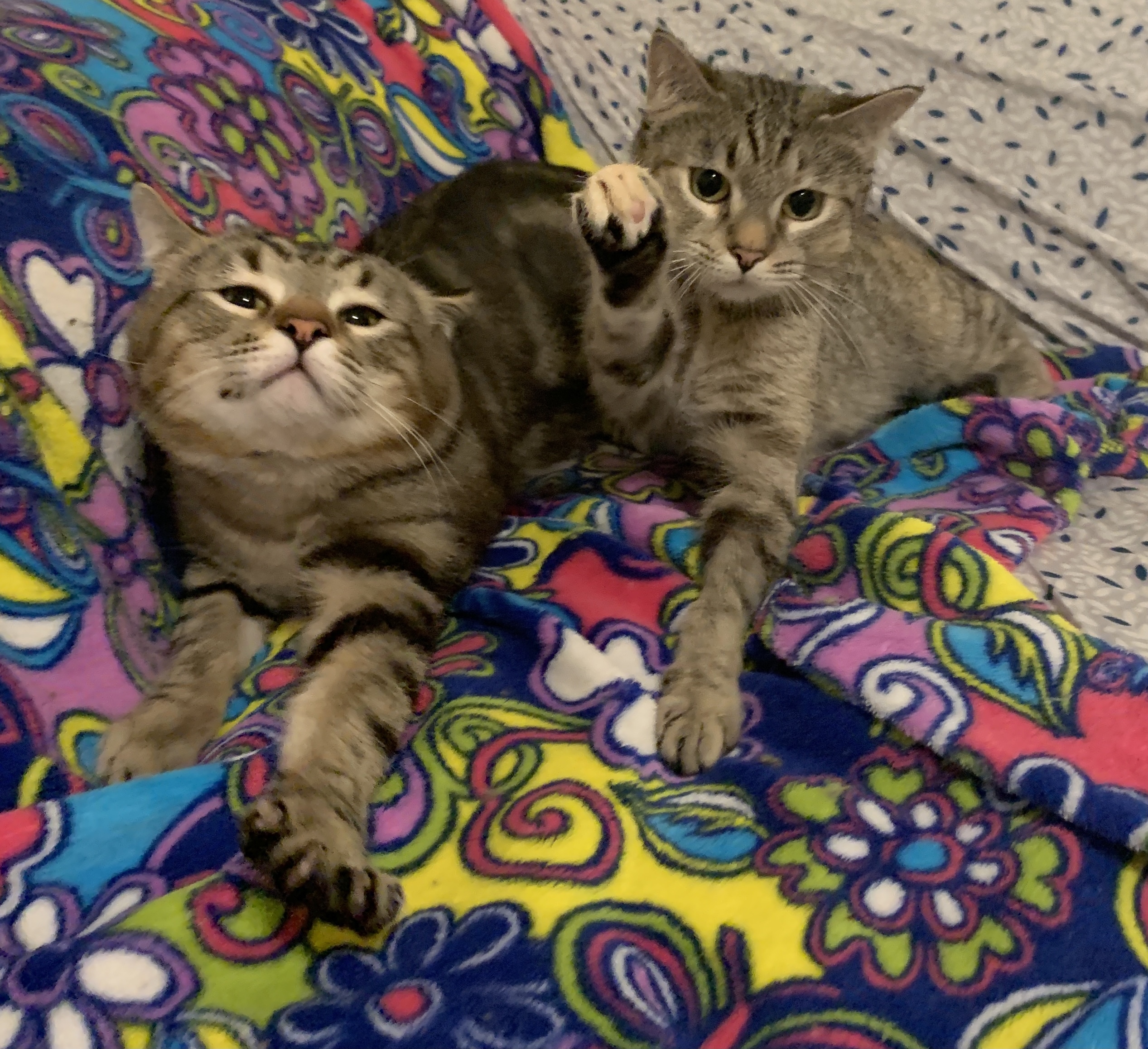 Aggie & Arthur-Cerebellar Hypoplasia, an adoptable Torbie in Anchorage, AK, 99507 | Photo Image 3