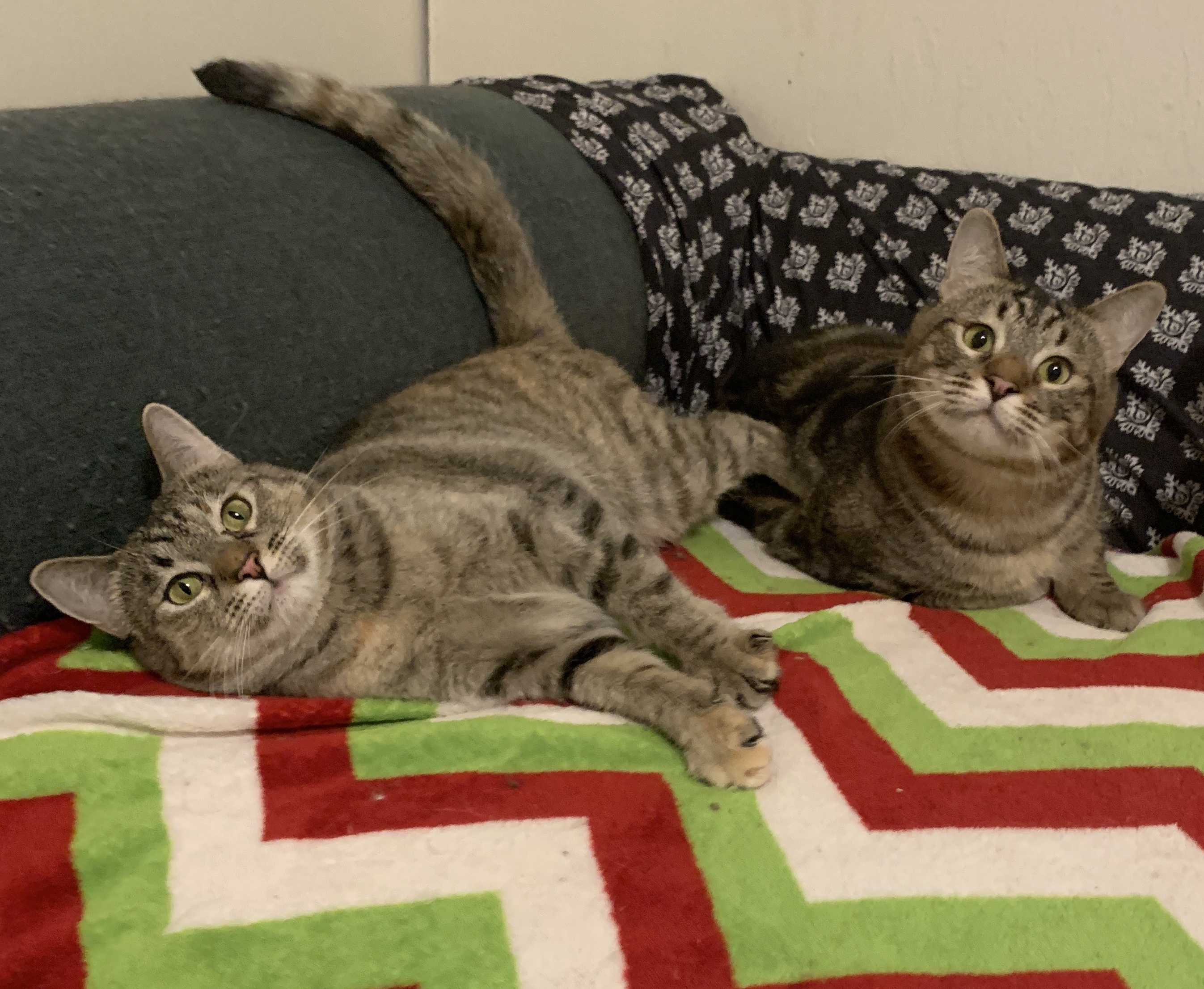 Aggie & Arthur-Cerebellar Hypoplasia, an adoptable Torbie in Anchorage, AK, 99507 | Photo Image 5