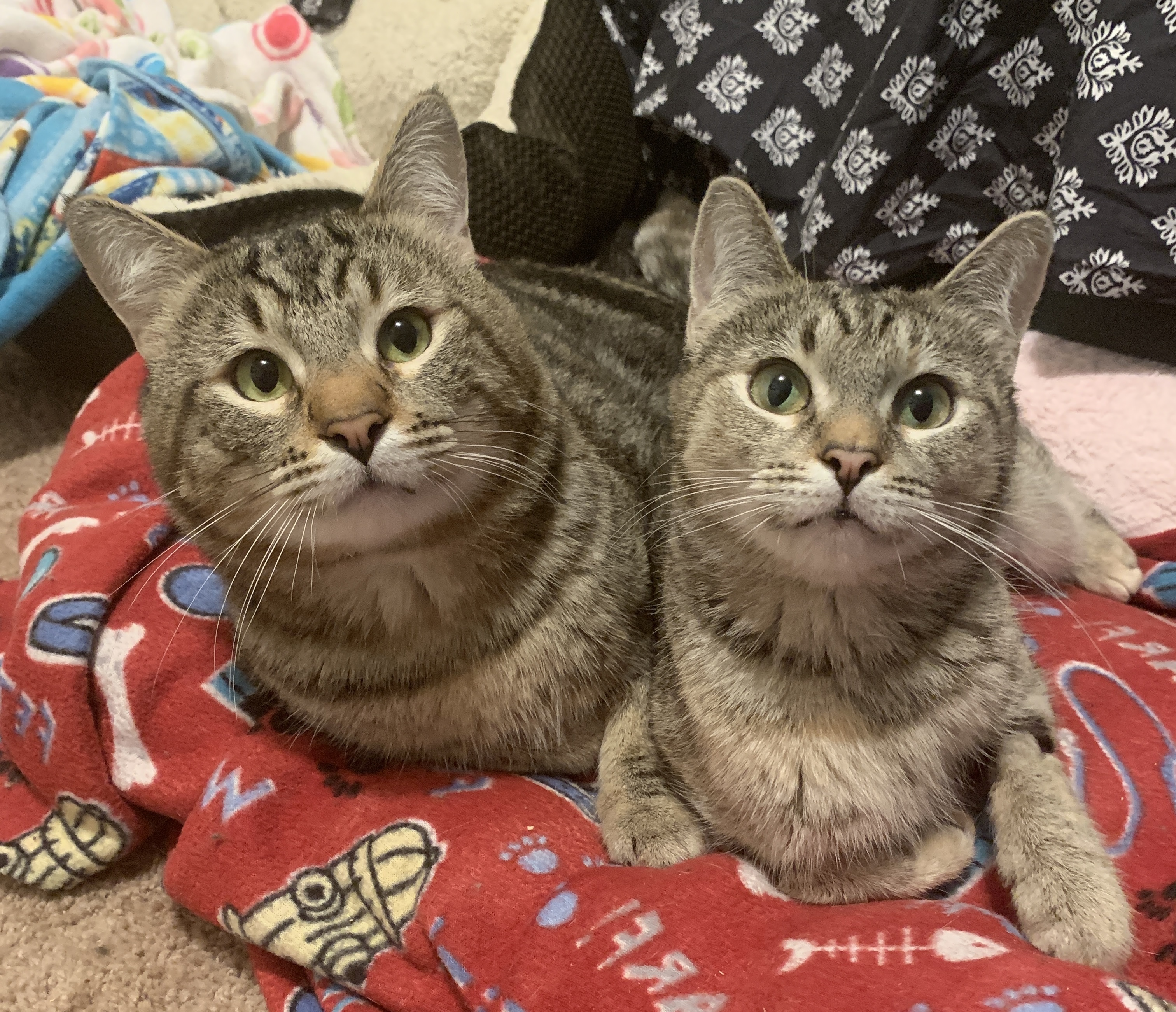 Arthur & Aggie-Cerebellar Hypoplasia, an adoptable Torbie in Anchorage, AK, 99507 | Photo Image 2