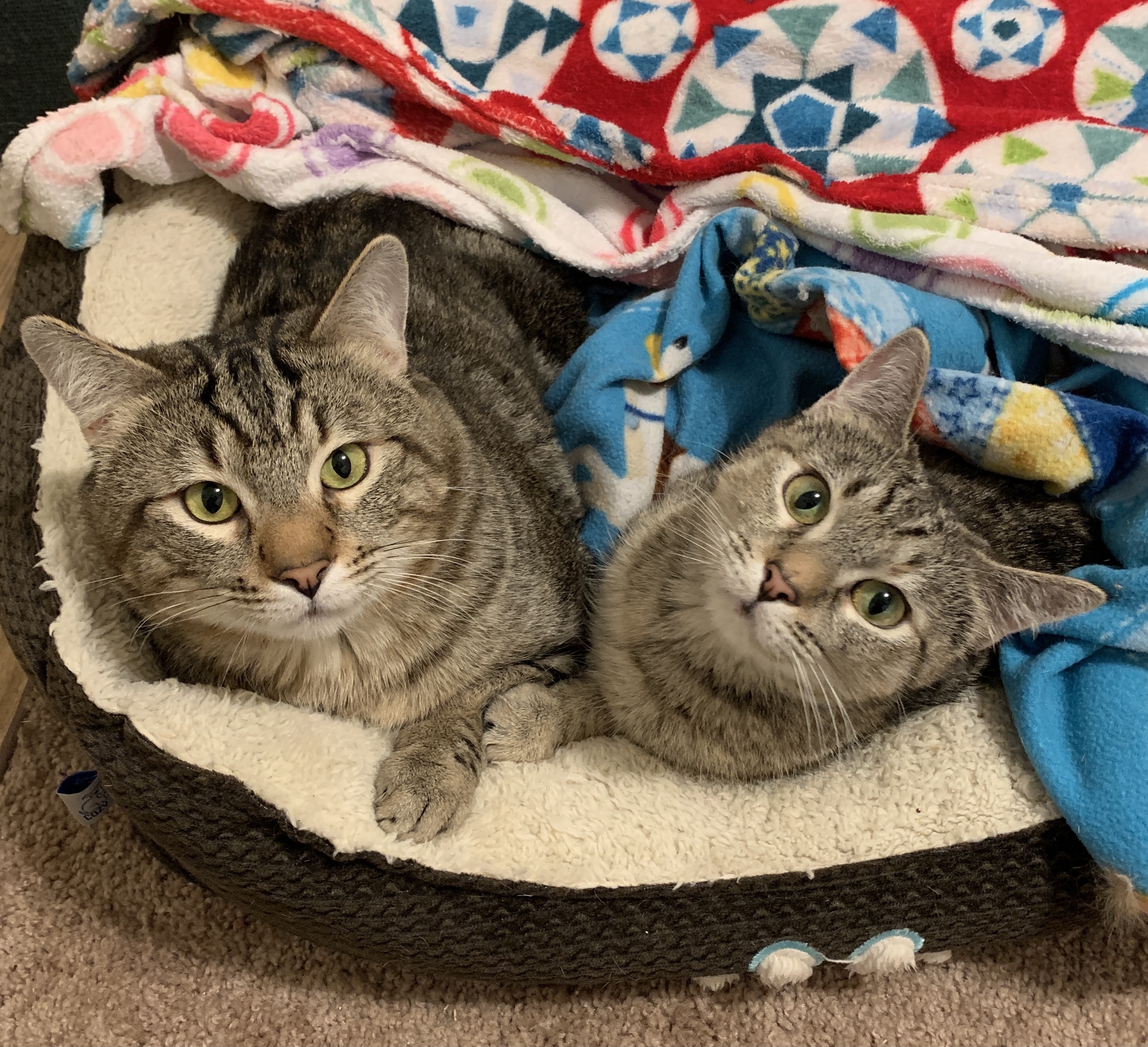 Arthur & Aggie-Cerebellar Hypoplasia, an adoptable Torbie in Anchorage, AK, 99507 | Photo Image 6