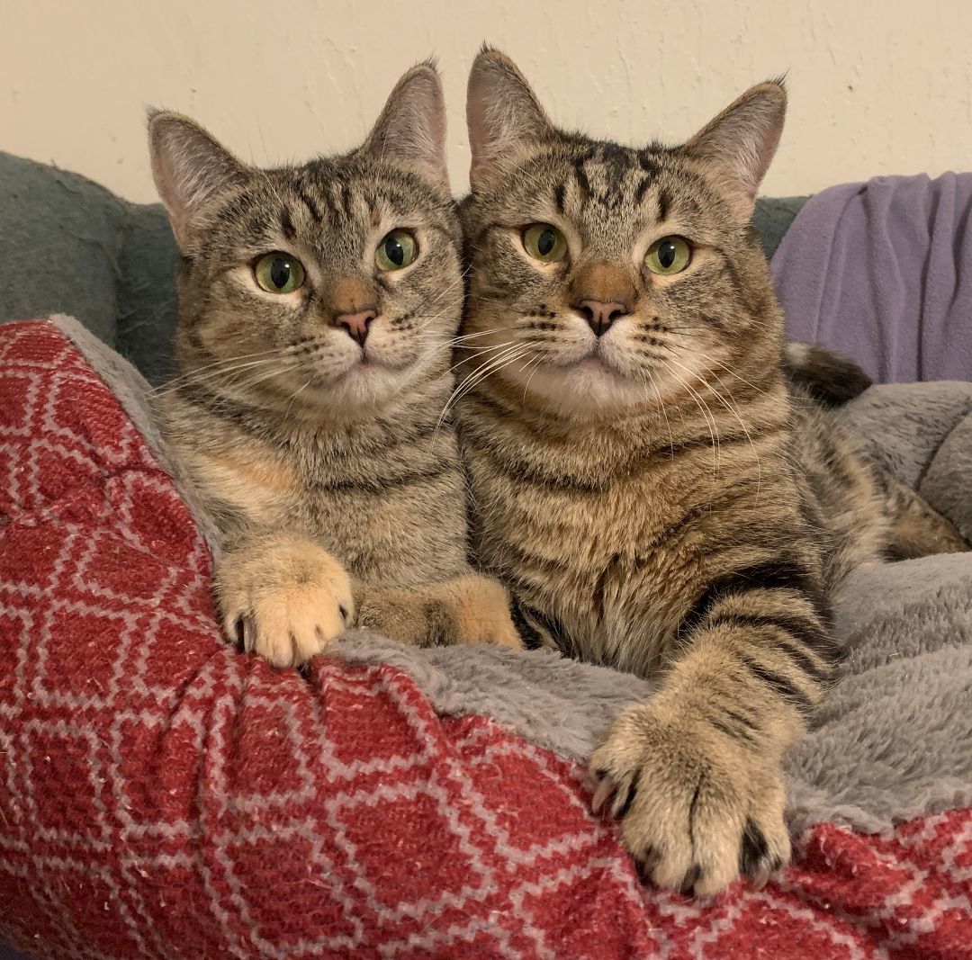 Arthur & Aggie-Cerebellar Hypoplasia, an adoptable Torbie in Anchorage, AK, 99507 | Photo Image 1