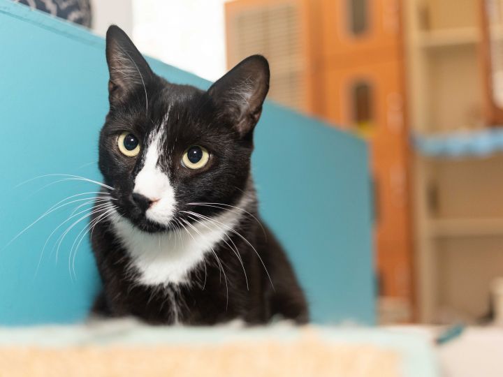 Crimini, an adopted Tuxedo & Domestic Short Hair Mix in Los Angeles, CA_image-1