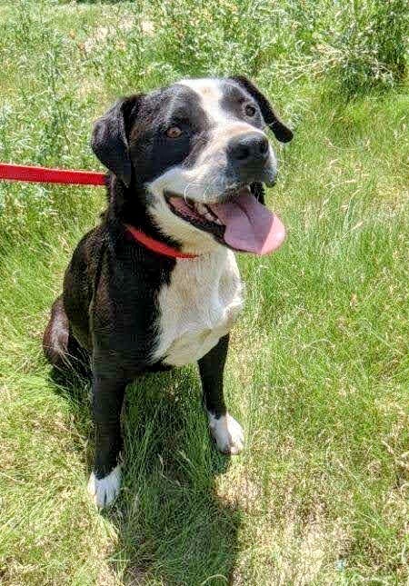 BUDDY, an adoptable Border Collie in Pena Blanca, NM, 87041 | Photo Image 2