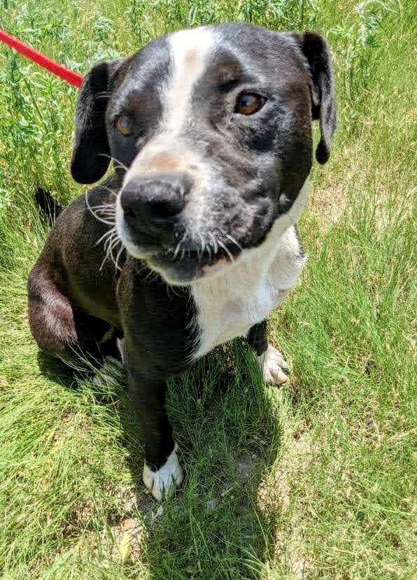 BUDDY, an adoptable Border Collie in Pena Blanca, NM, 87041 | Photo Image 3