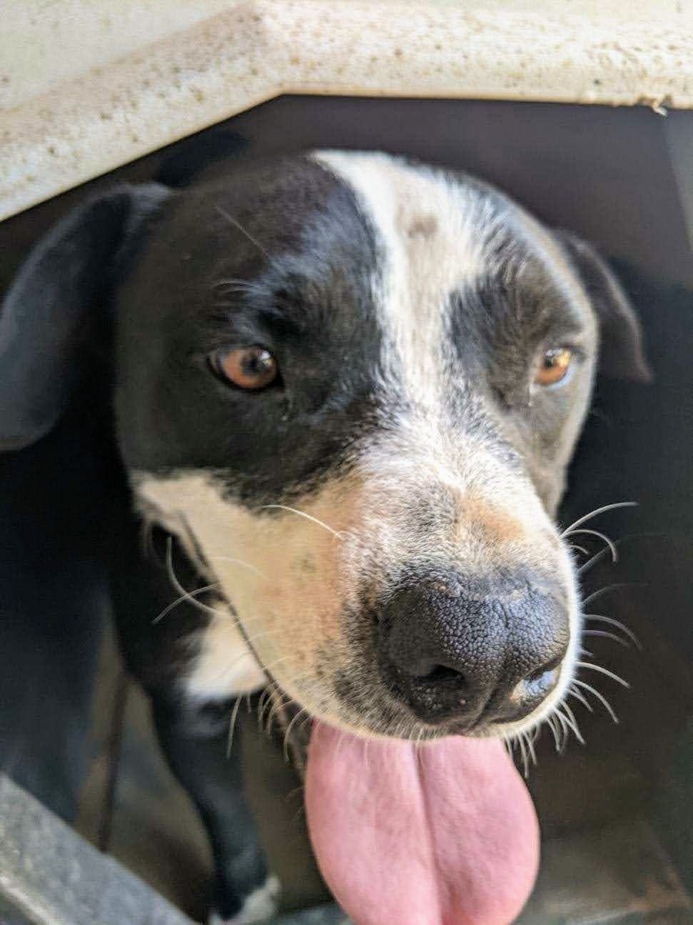BUDDY, an adoptable Border Collie in Pena Blanca, NM, 87041 | Photo Image 4