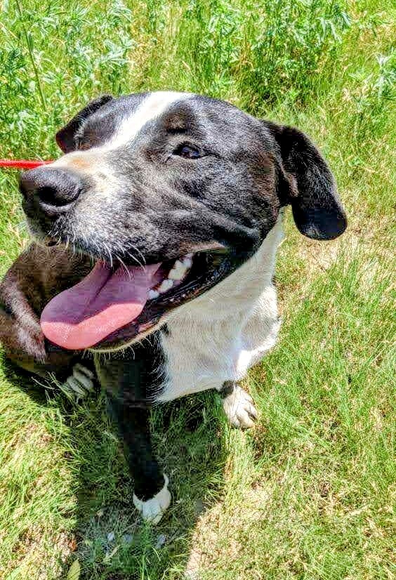 BUDDY, an adoptable Border Collie in Pena Blanca, NM, 87041 | Photo Image 1