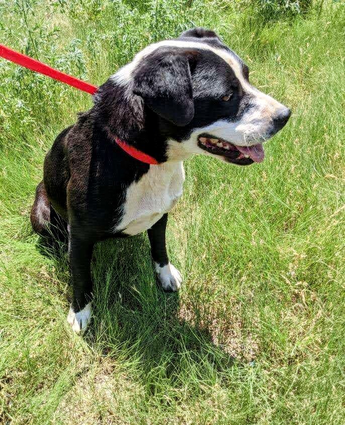 BUDDY, an adoptable Border Collie in Pena Blanca, NM, 87041 | Photo Image 5