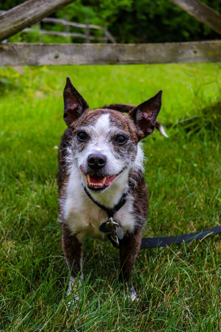 Gunner, an adoptable Rat Terrier Mix in Oregon, OH_image-1