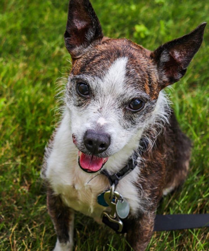 Gunner, an adoptable Rat Terrier Mix in Oregon, OH_image-2