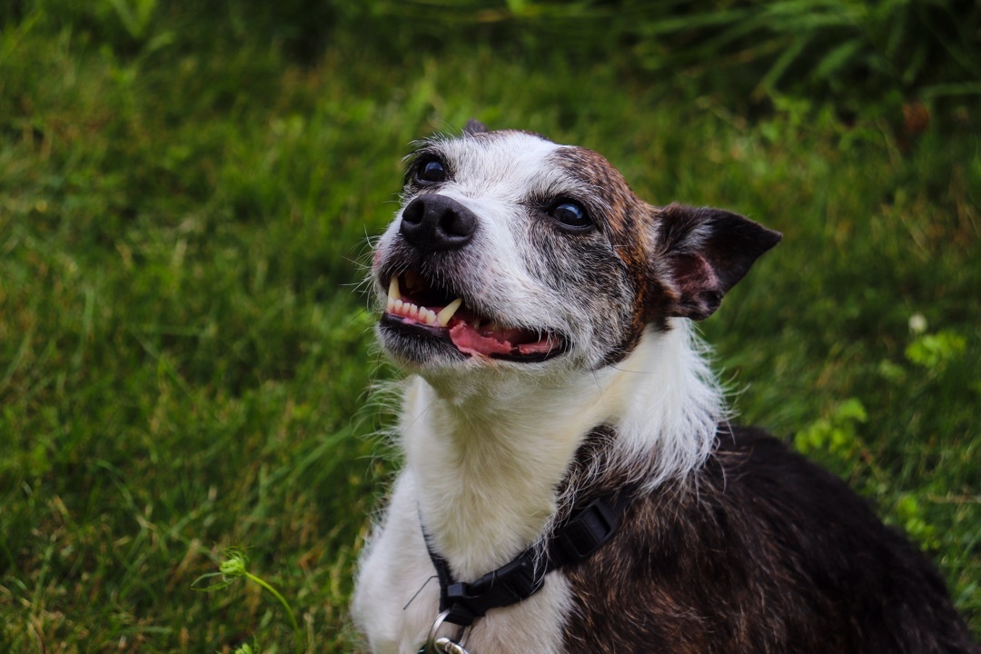 Gunner, an adoptable Jack Russell Terrier in Oregon, OH, 43616 | Photo Image 3