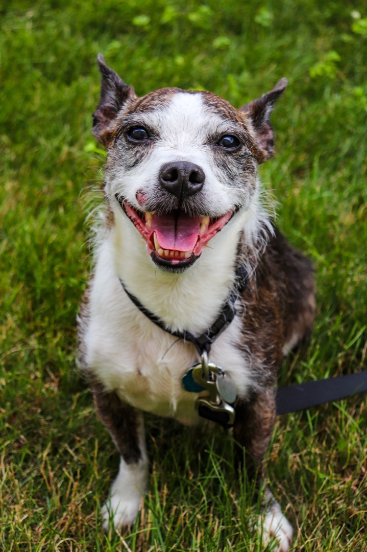 Gunner, an adoptable Rat Terrier Mix in Oregon, OH_image-4