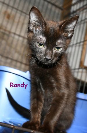 Cats For Adoption Near Norwich Ct Petfinder