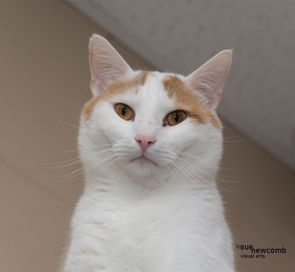 Ricky, an adoptable Domestic Short Hair in Shorewood, IL, 60431 | Photo Image 1