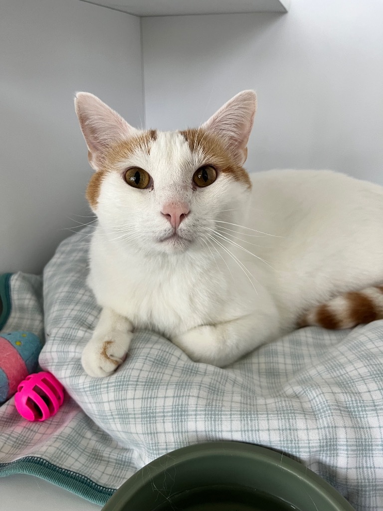 Ricky, an adoptable Domestic Short Hair in Shorewood, IL, 60431 | Photo Image 1