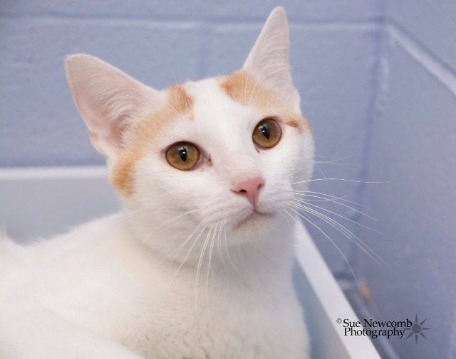 Ricky, an adoptable Domestic Short Hair in Shorewood, IL, 60431 | Photo Image 2